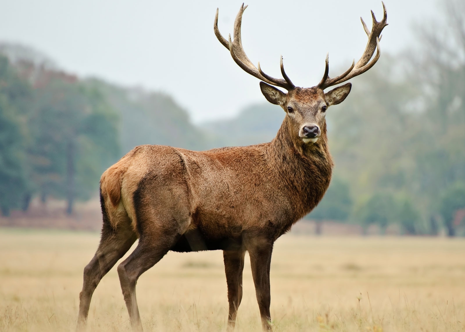 Buck standing in field