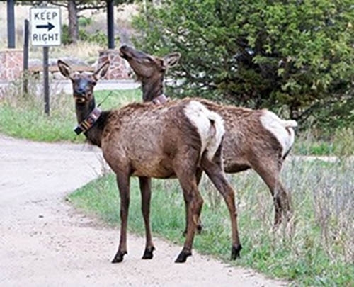 Two deer standing near road with CWD surveillance gear