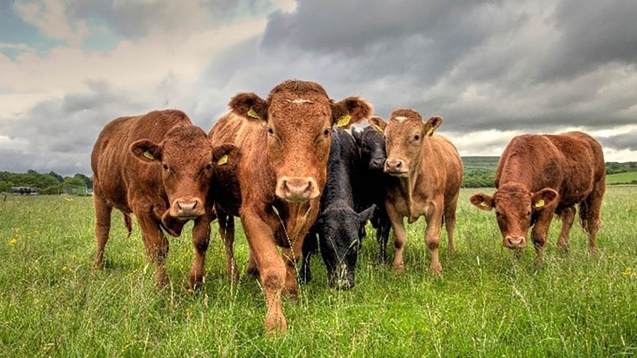 cows lined up in a field