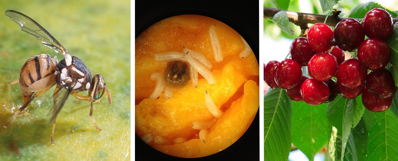 fruit fly and fruit collage