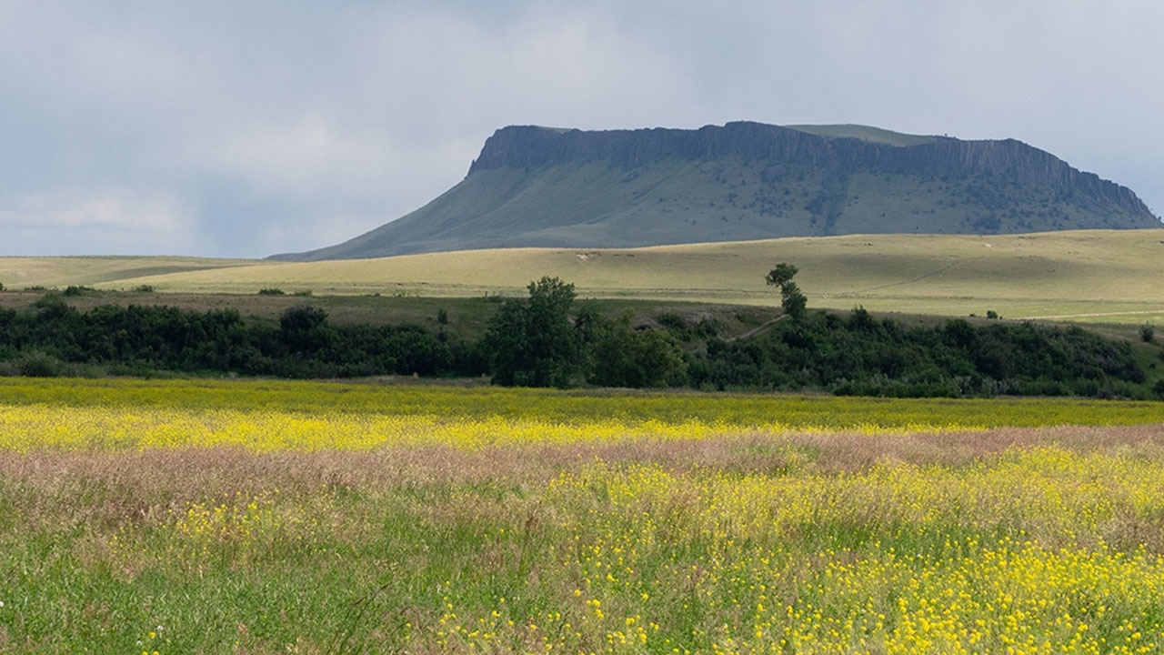 Leafy Spurge with yellow flowers in the foreground and Crown Butte in the Background in Central Montana