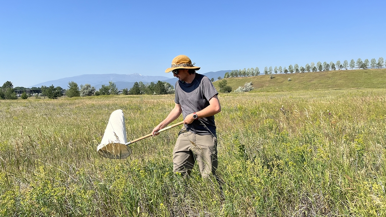 PPQ Technician collects leafy spurge flea beetles and root/stem beetles in field.