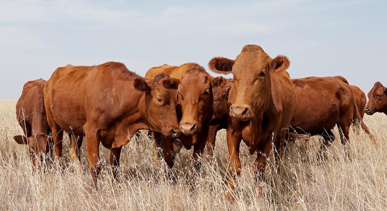 photo of cattle in a field