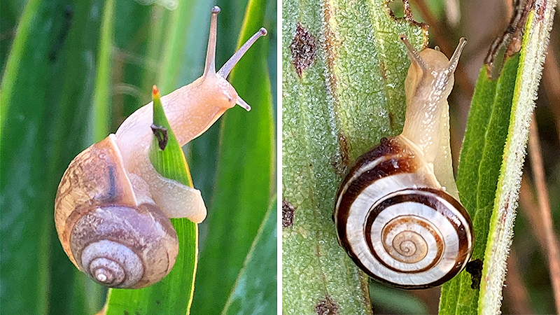 Acusta spp (left) and the Eastern Heath snail (right)