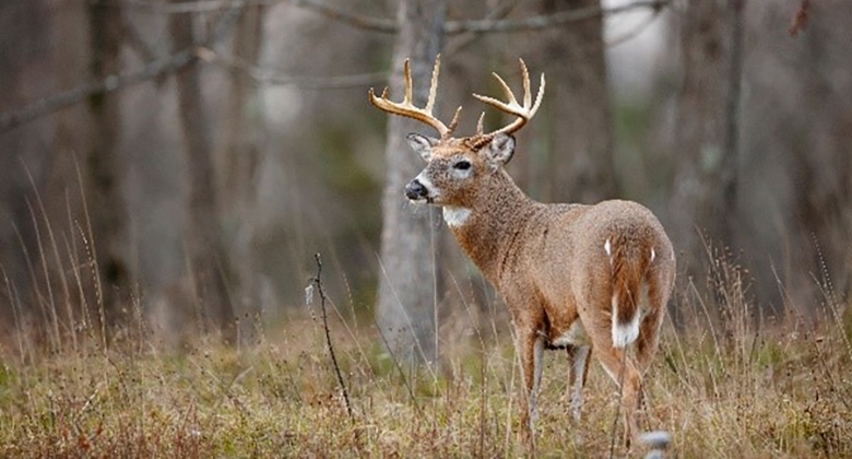 deer in a field