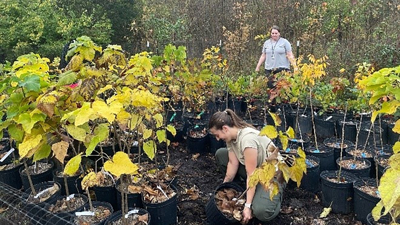 two employees working in a nursery with trees