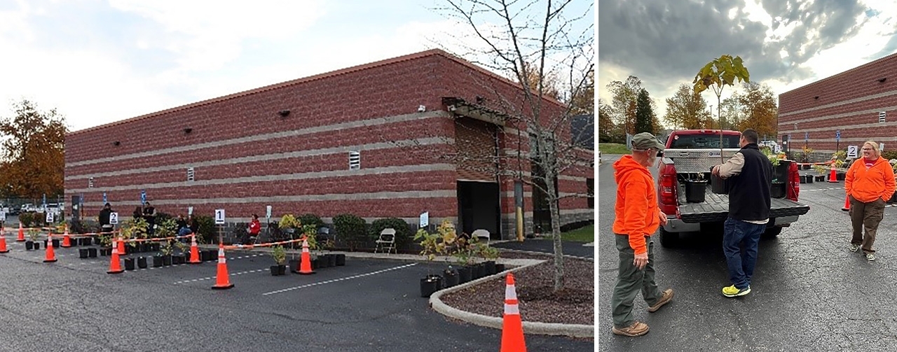 potted trees lined up in parking spaces