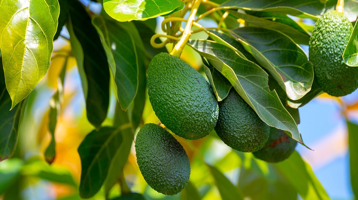 photo of hass avocados on a tree