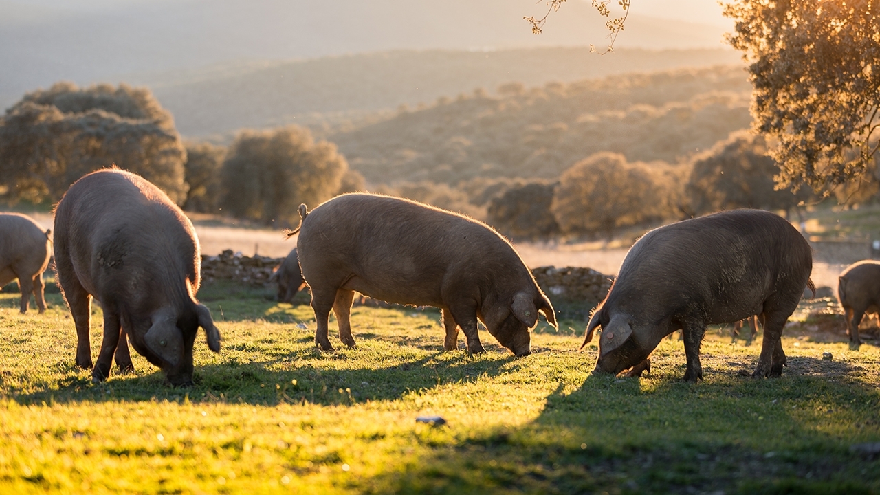 photo of pigs grazing in a field