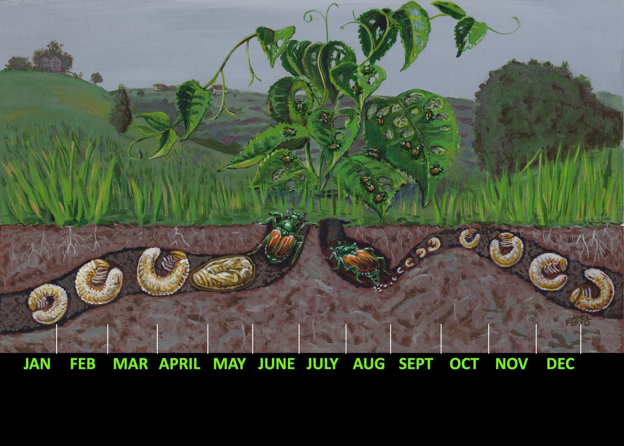 Japanese Beetle lifecyle timeline illustration