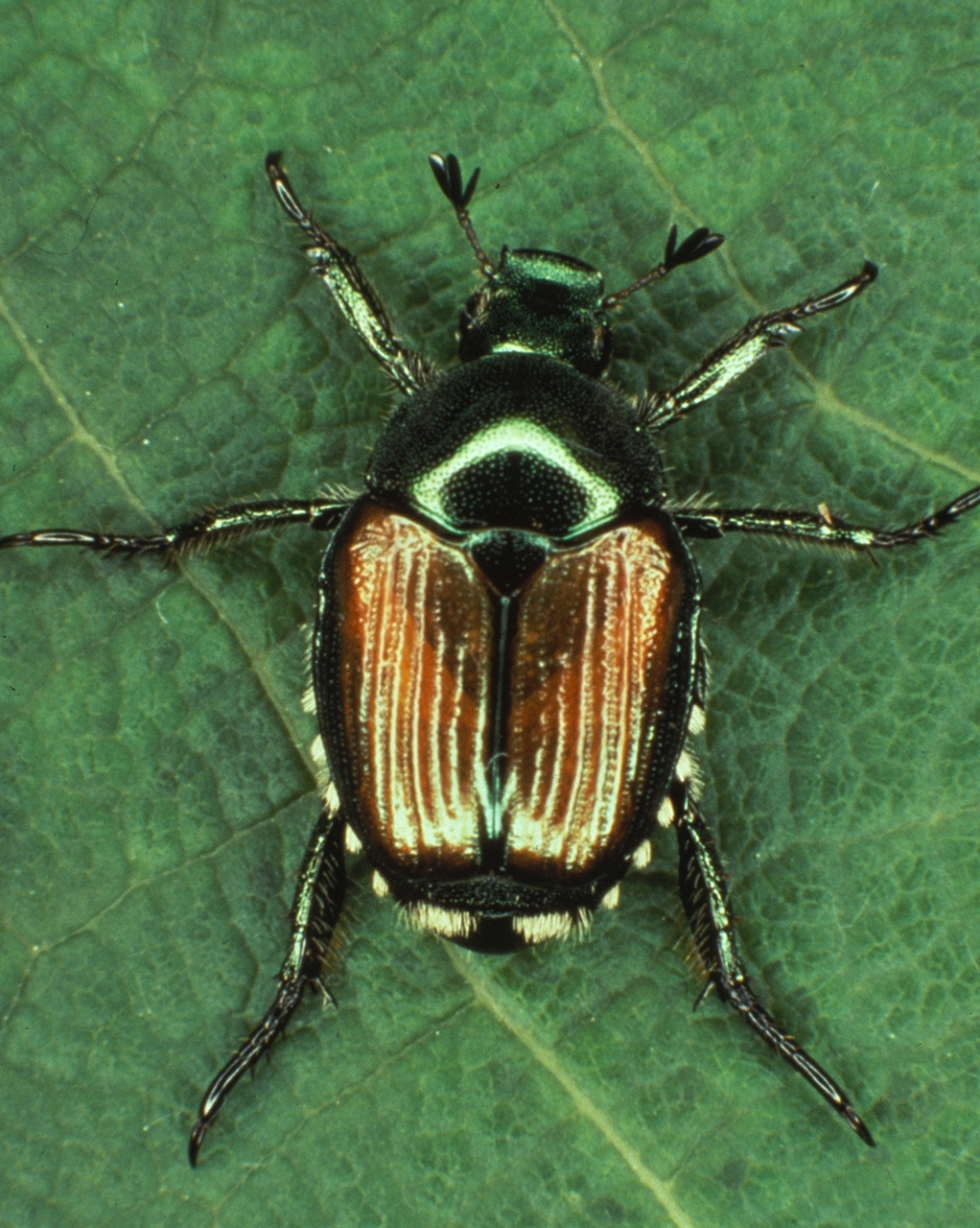 Japanese beetle on leaf.  The beetle has a bright appearance due to their color combination – a metallic green head and thorax, and a copper-colored elytra partially covering their abdomen.