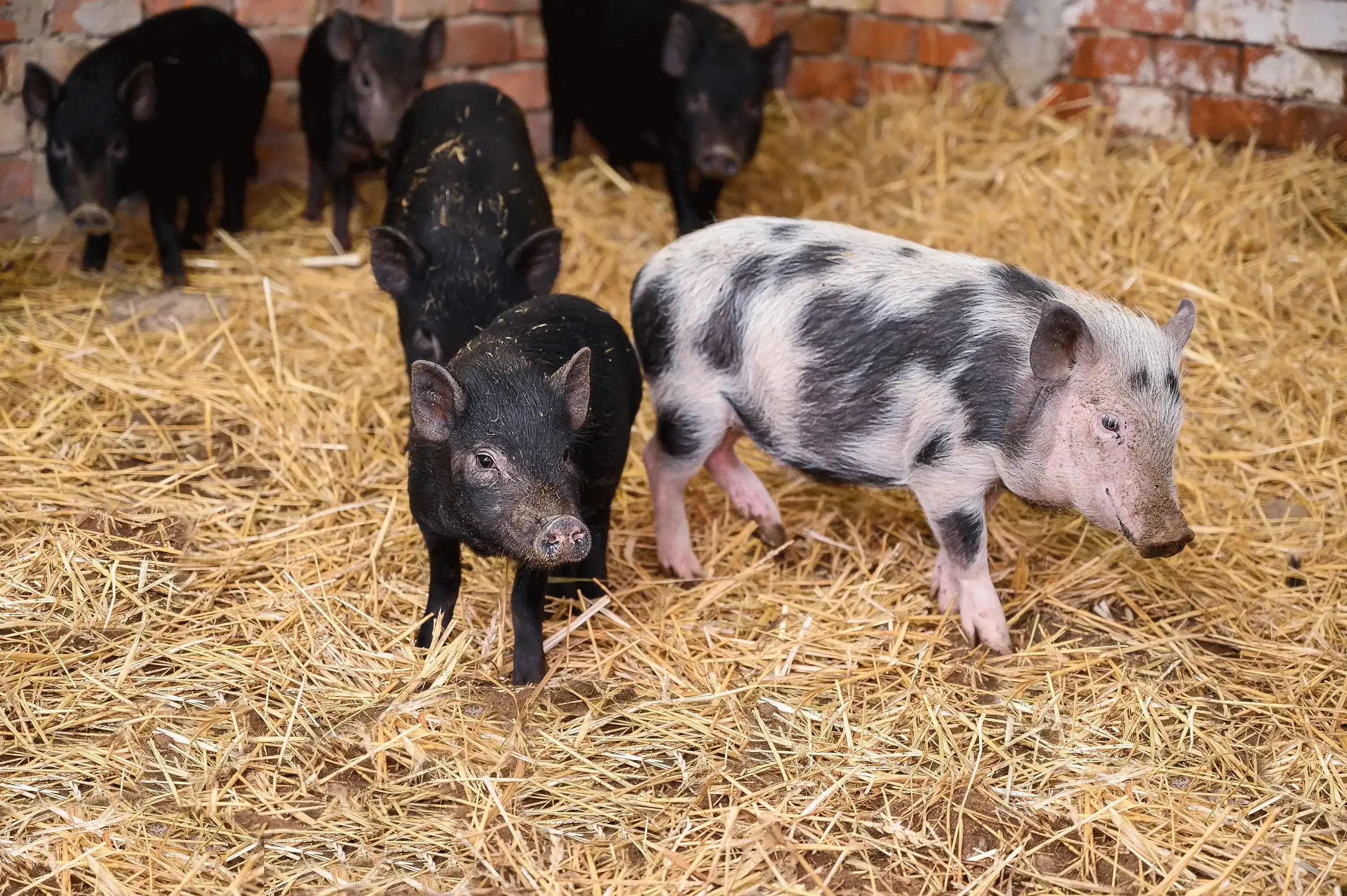 pigs in hay