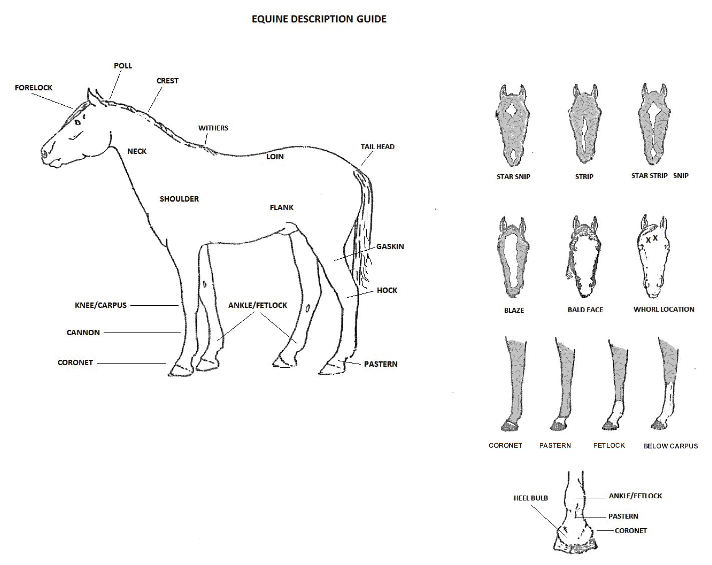 Equine Description Guide