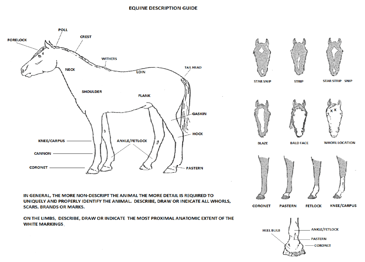 Equine Description Guide