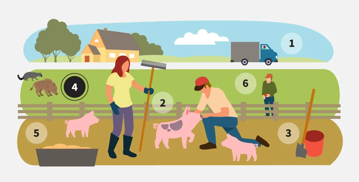 Step 4: Prevent contact between your pigs and wild pigs.
