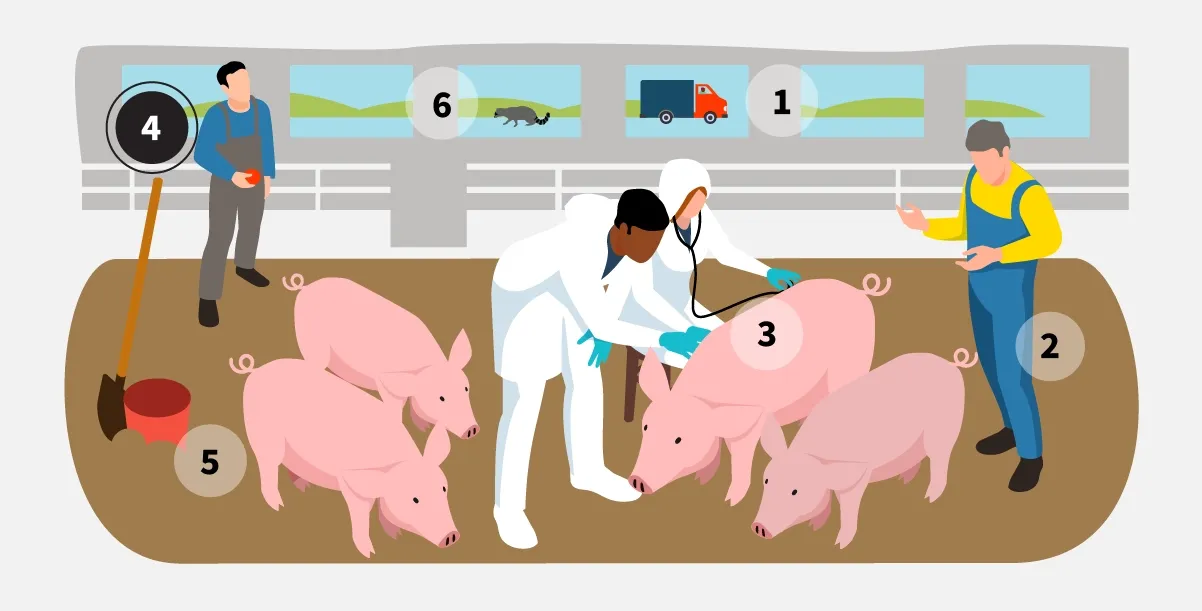 Step 4: Keep pigs away from trash and prevent anyone eating in animal areas.