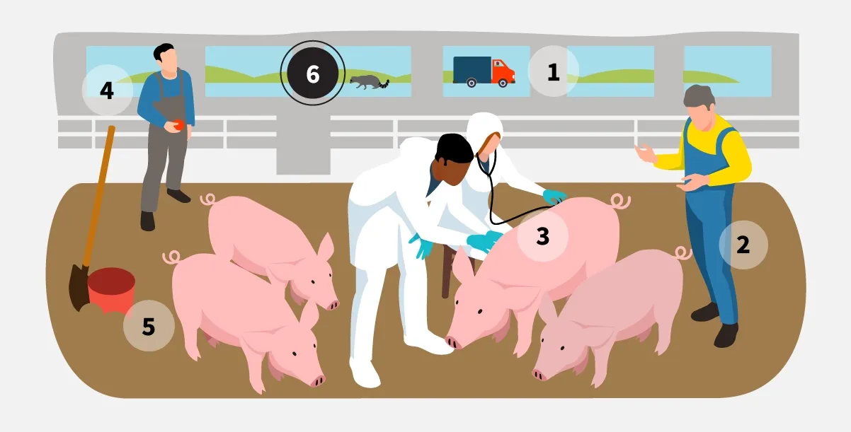 Step 6: Keep pigs away from wildlife.