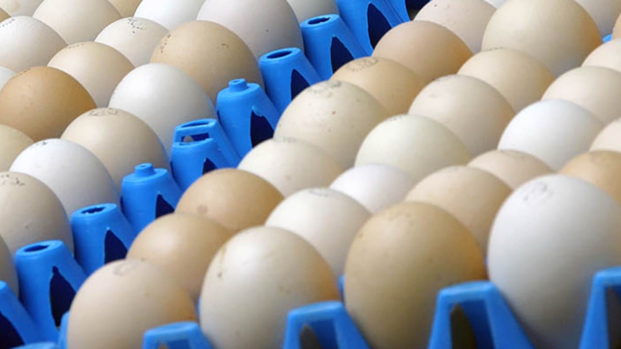 eggs in cartons