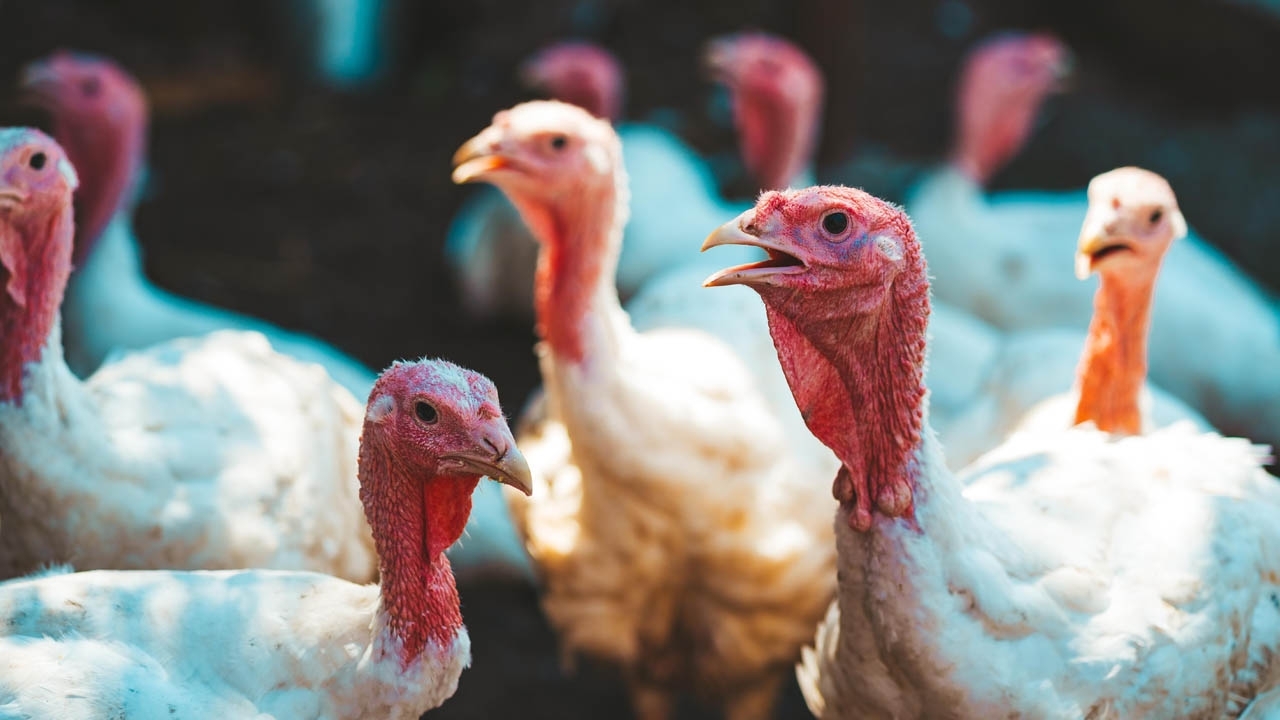 Flock of Turkeys walking in paddock on farm. 