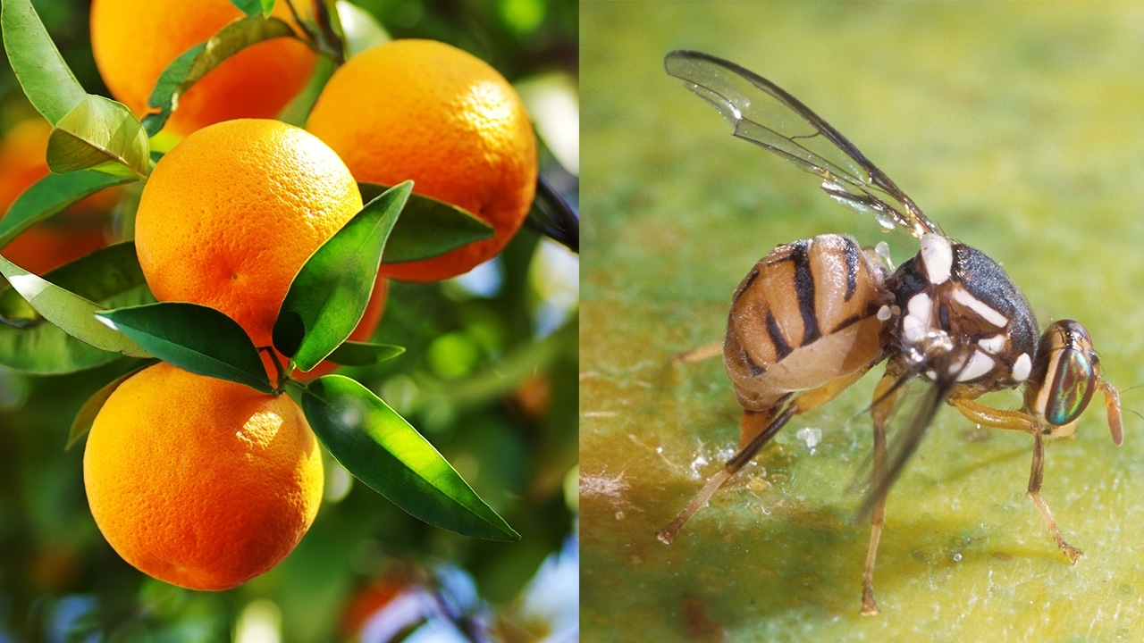 healthy oranges (left) and a fruit fly (right)