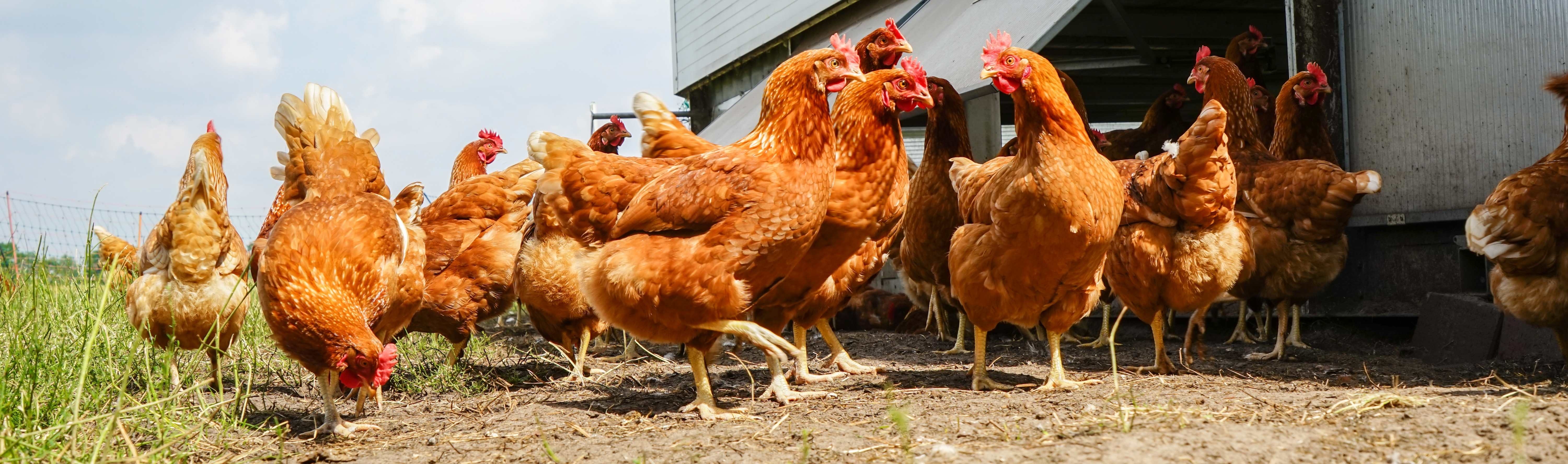 flock of brown chickens