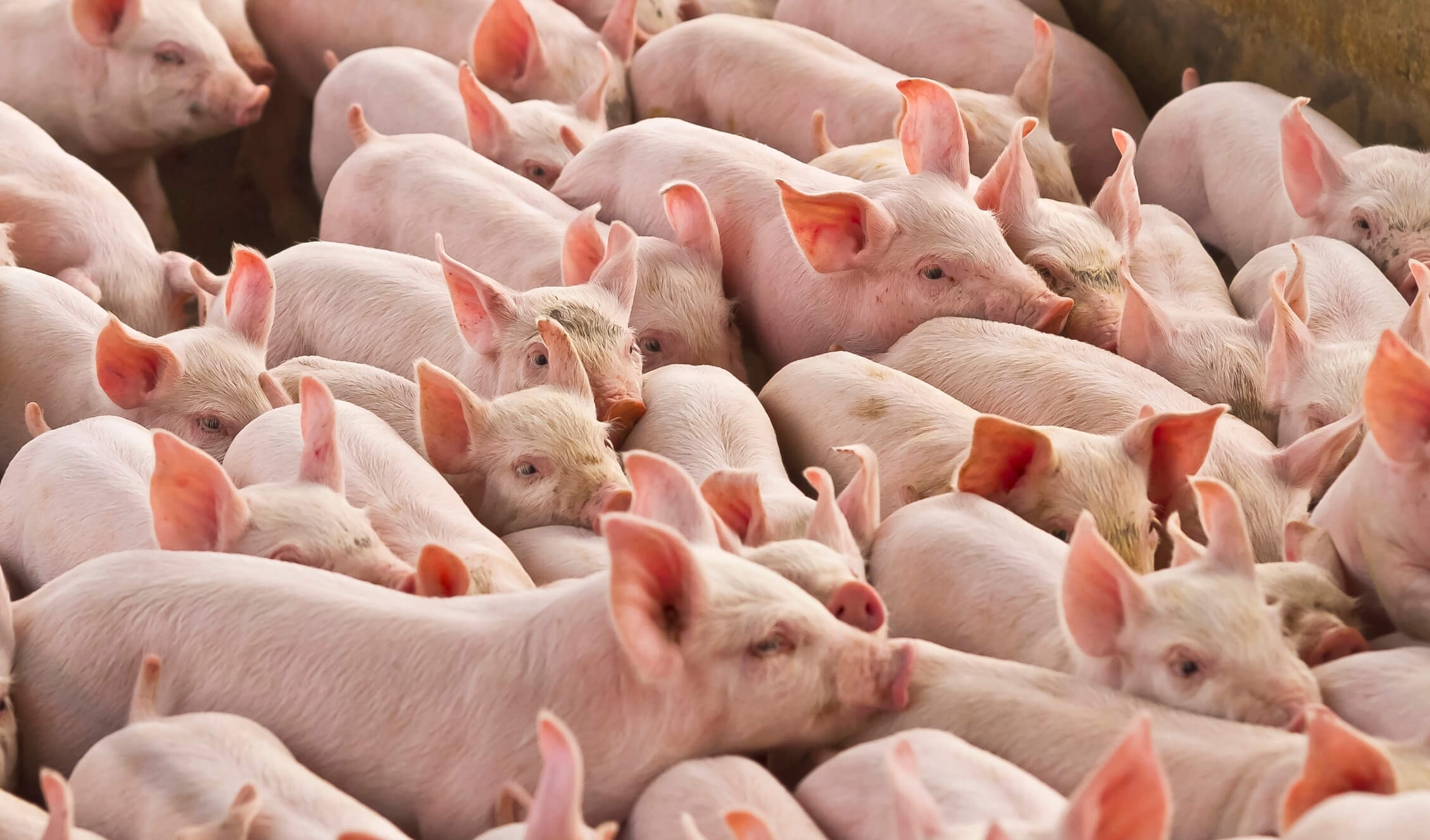 image of a group of pigs