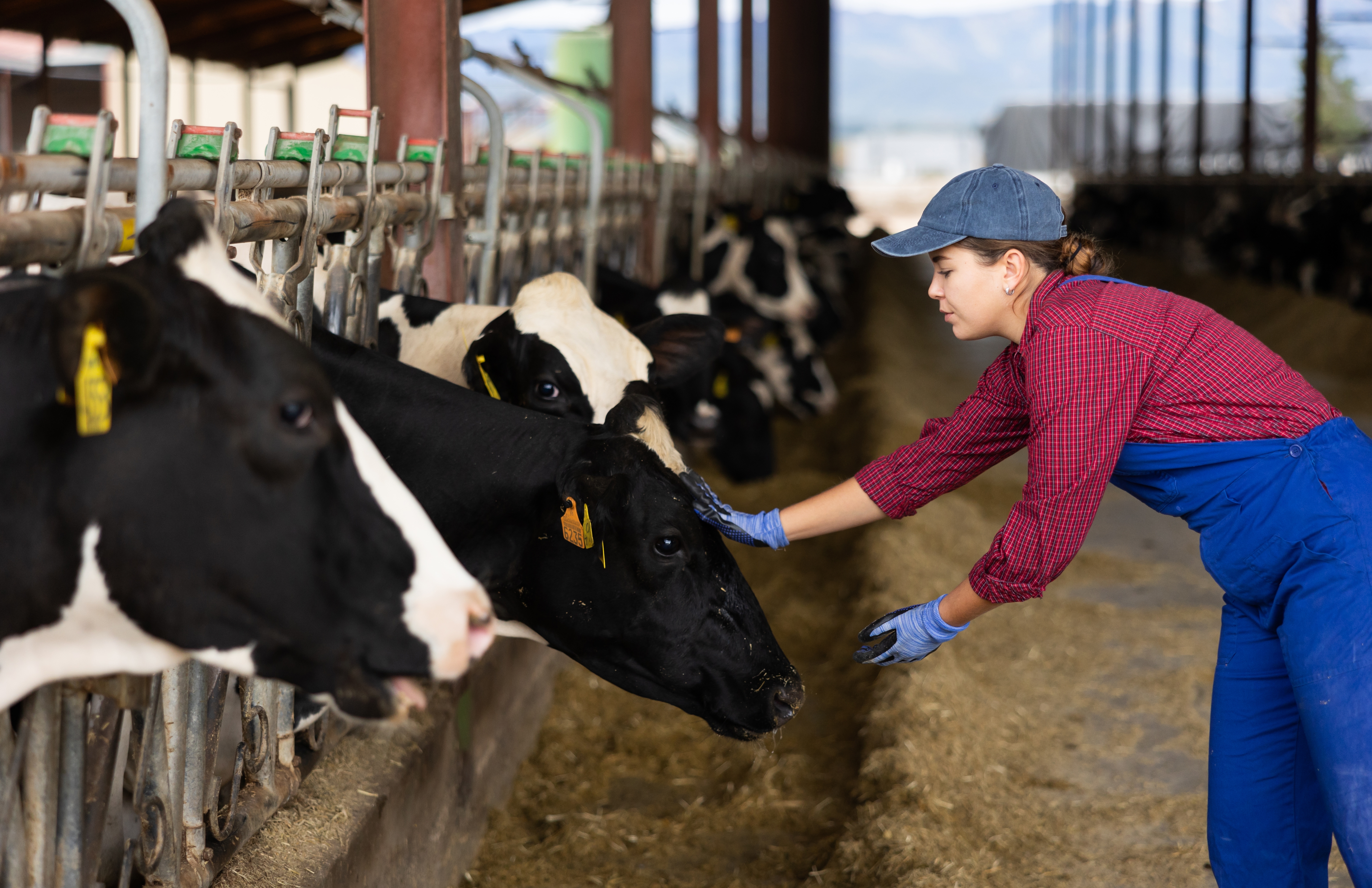 dairy producer wearing coveralls and gloves petting a cow in line of cows in a dairy barn