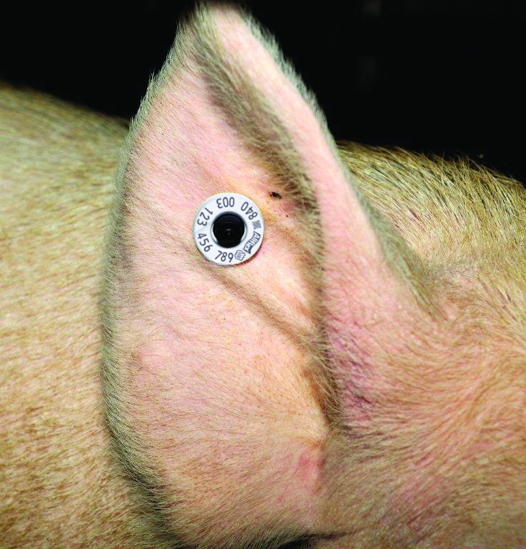 close up of an RFID tag in a sow's ear