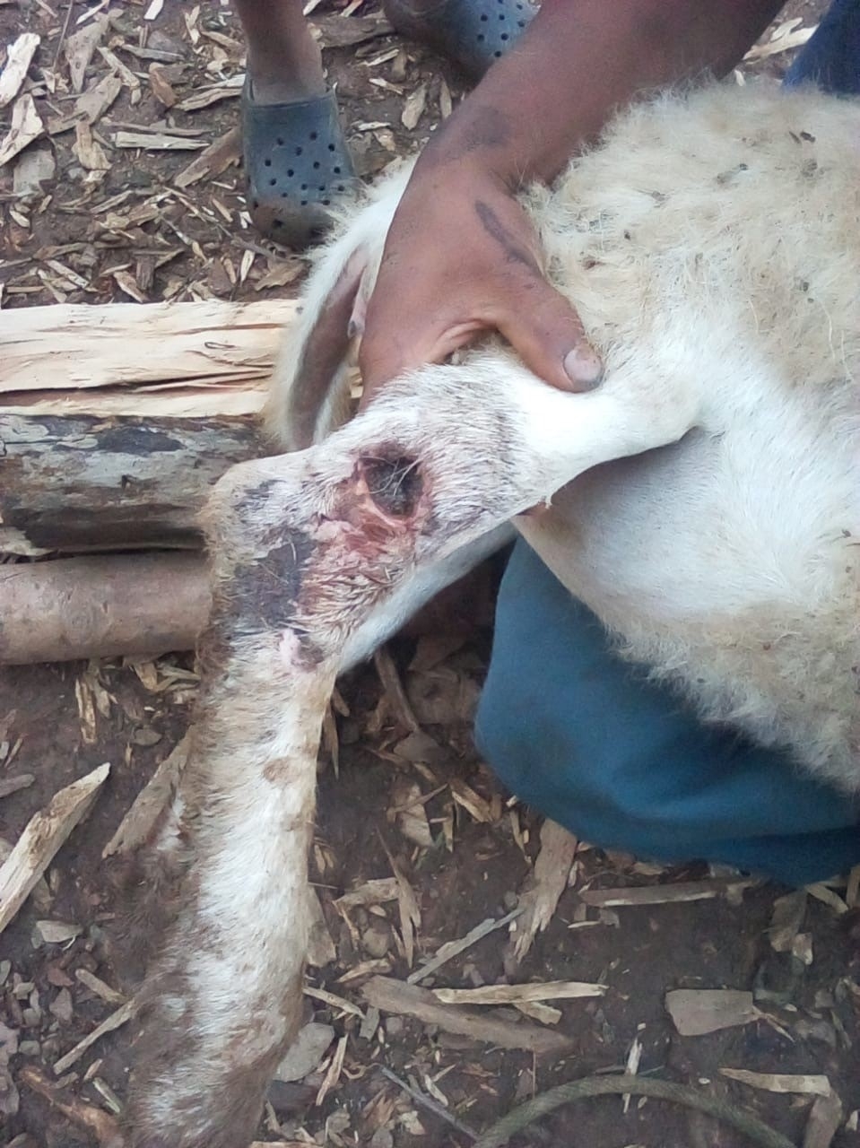close up of a goat with a leg wound being treated for New World screwworm infestation