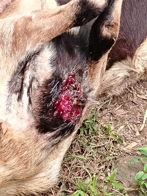 close up of a goat with a wound from New World screwworm infestation