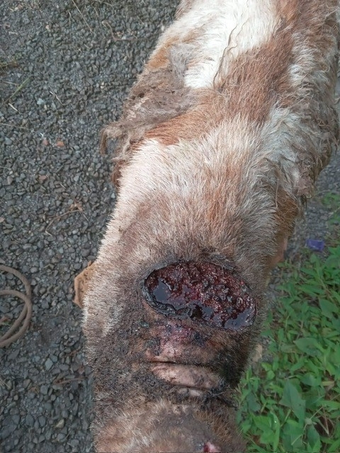 close up of a goat with a wound from New World screwworm infestation