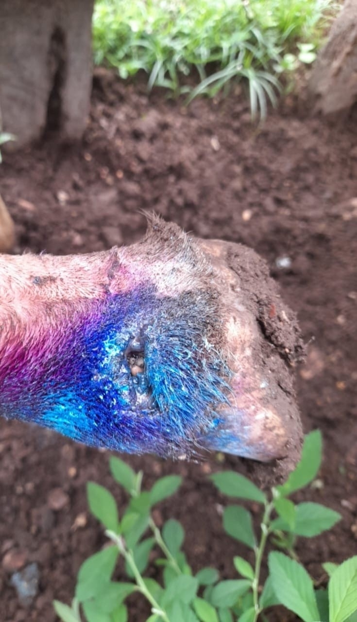 close up of a goat with a wound being treated for New World screwworm infestation