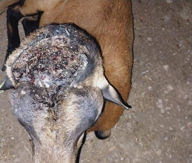 close up of a goat with a head wound from New World screwworm infestation