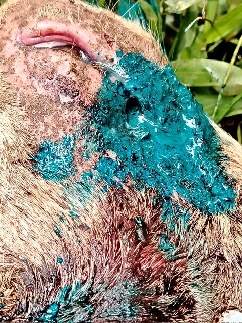 close up of a goat with a wound being treated for New World screwworm infestation