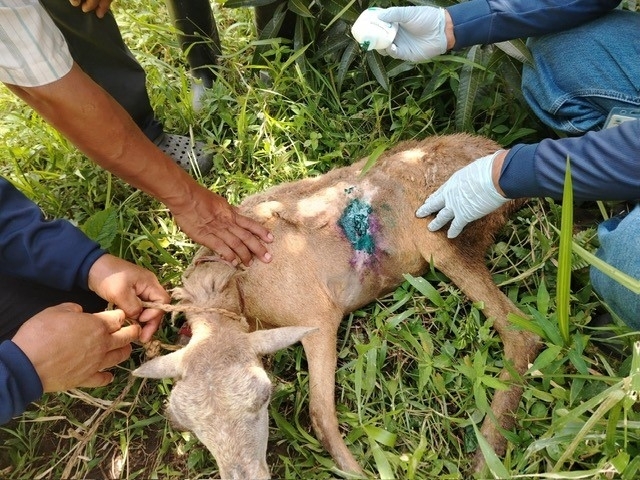 close up of a goat with a wound being treated for New World screwworm infestation