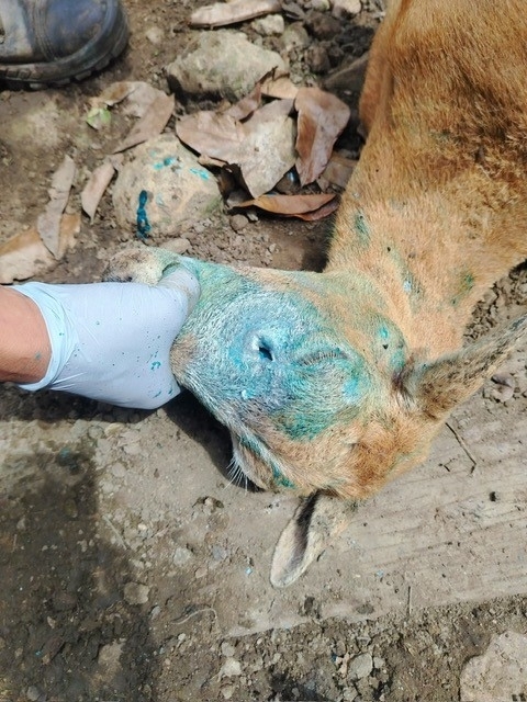 close up of goat with a head wound being treated for New World screwworm infestation