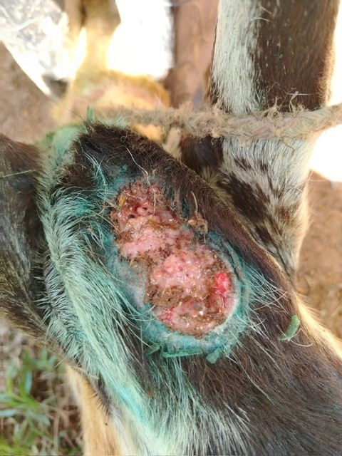 close up of a goat with a wound being treated for New World screwworm infestation