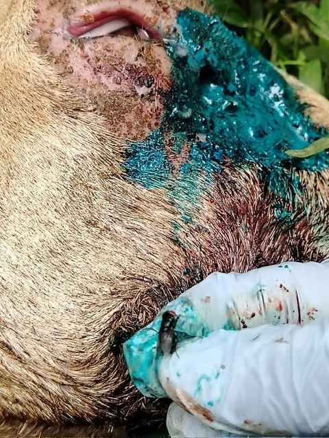 close up of a goat with a wound being treated for New World screwworm infestation