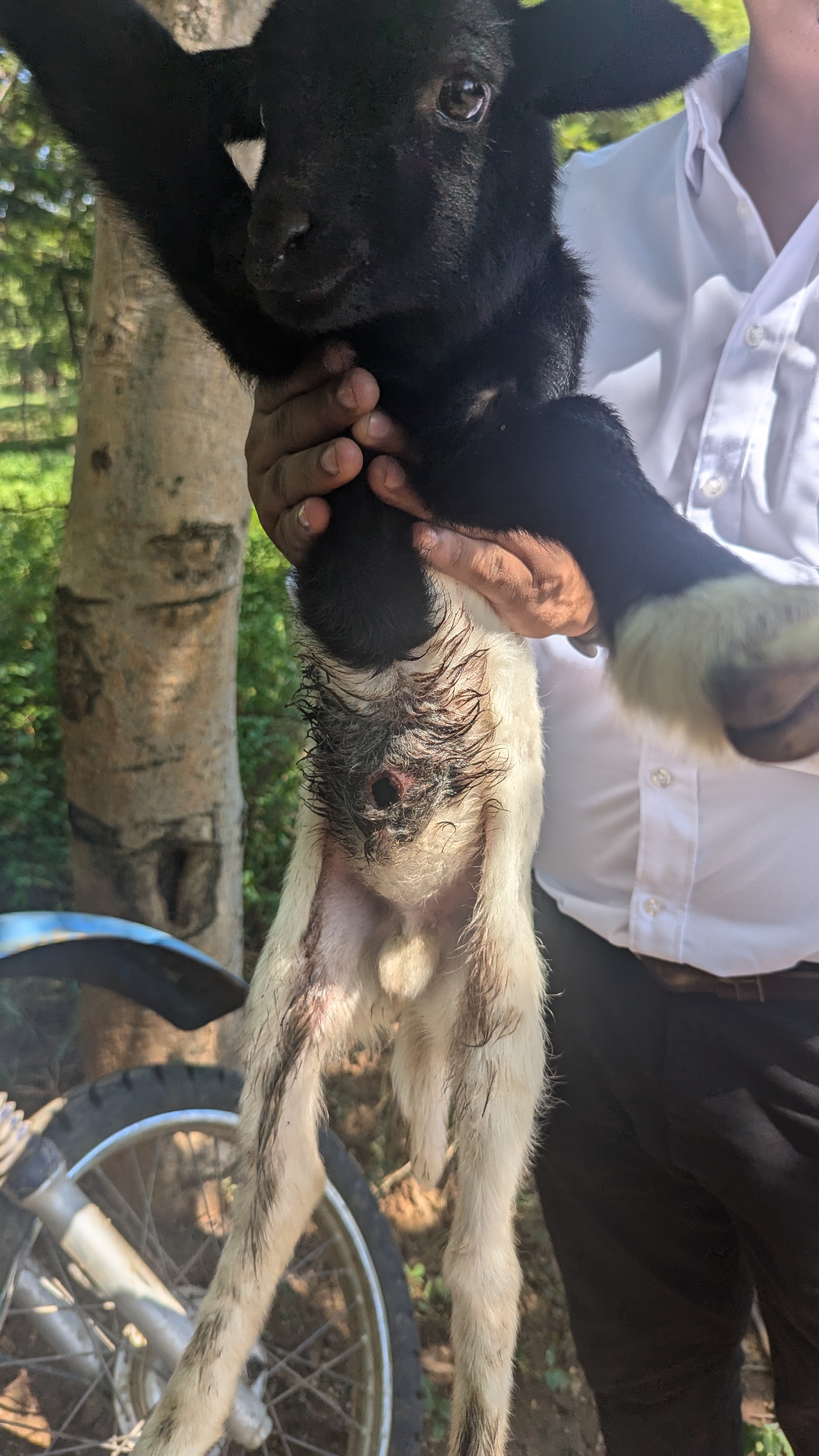 person holding up a baby cow to show a baby cow's navel infested with New World screwworm