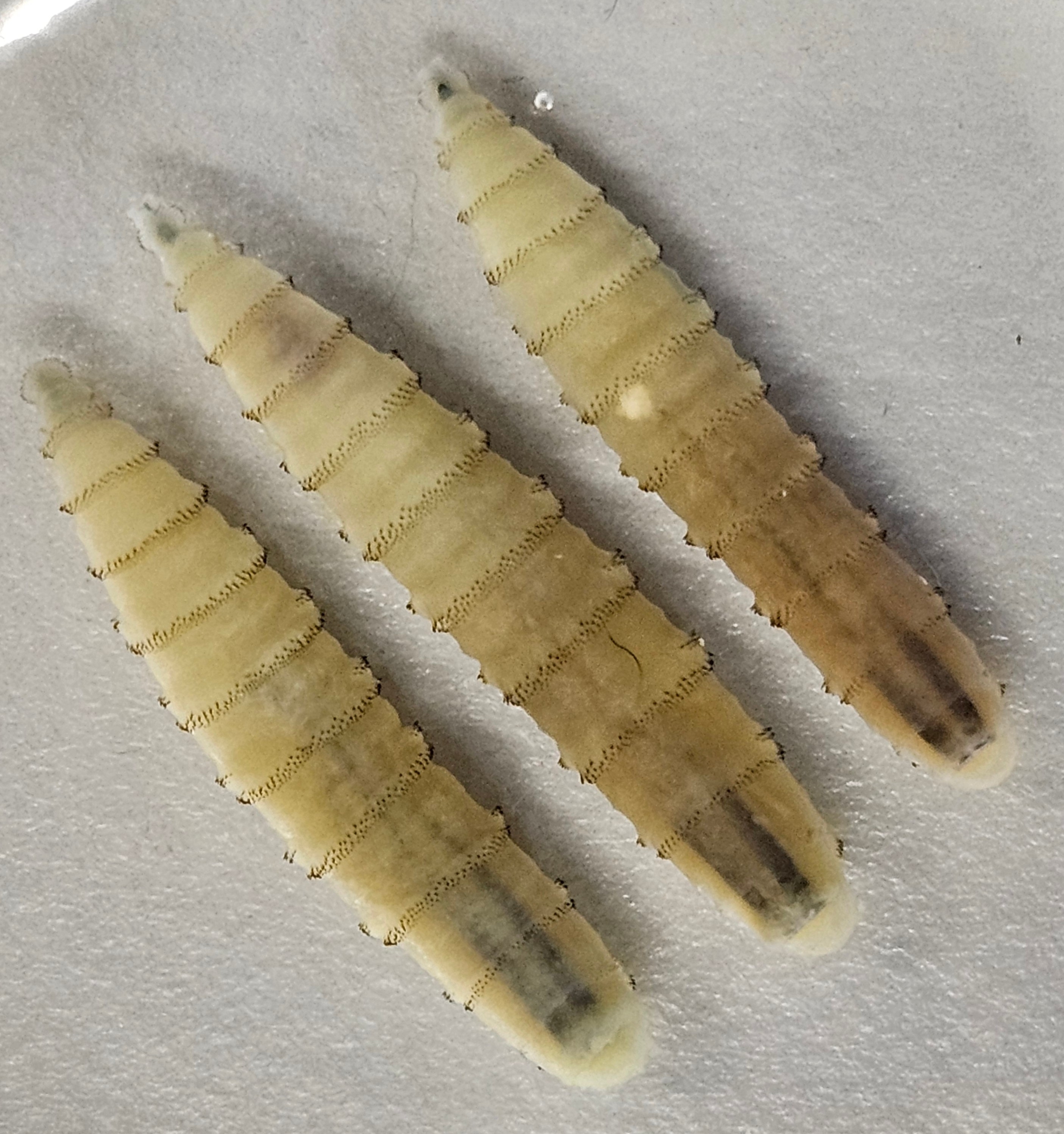 close up image of three New World screwworm larvae