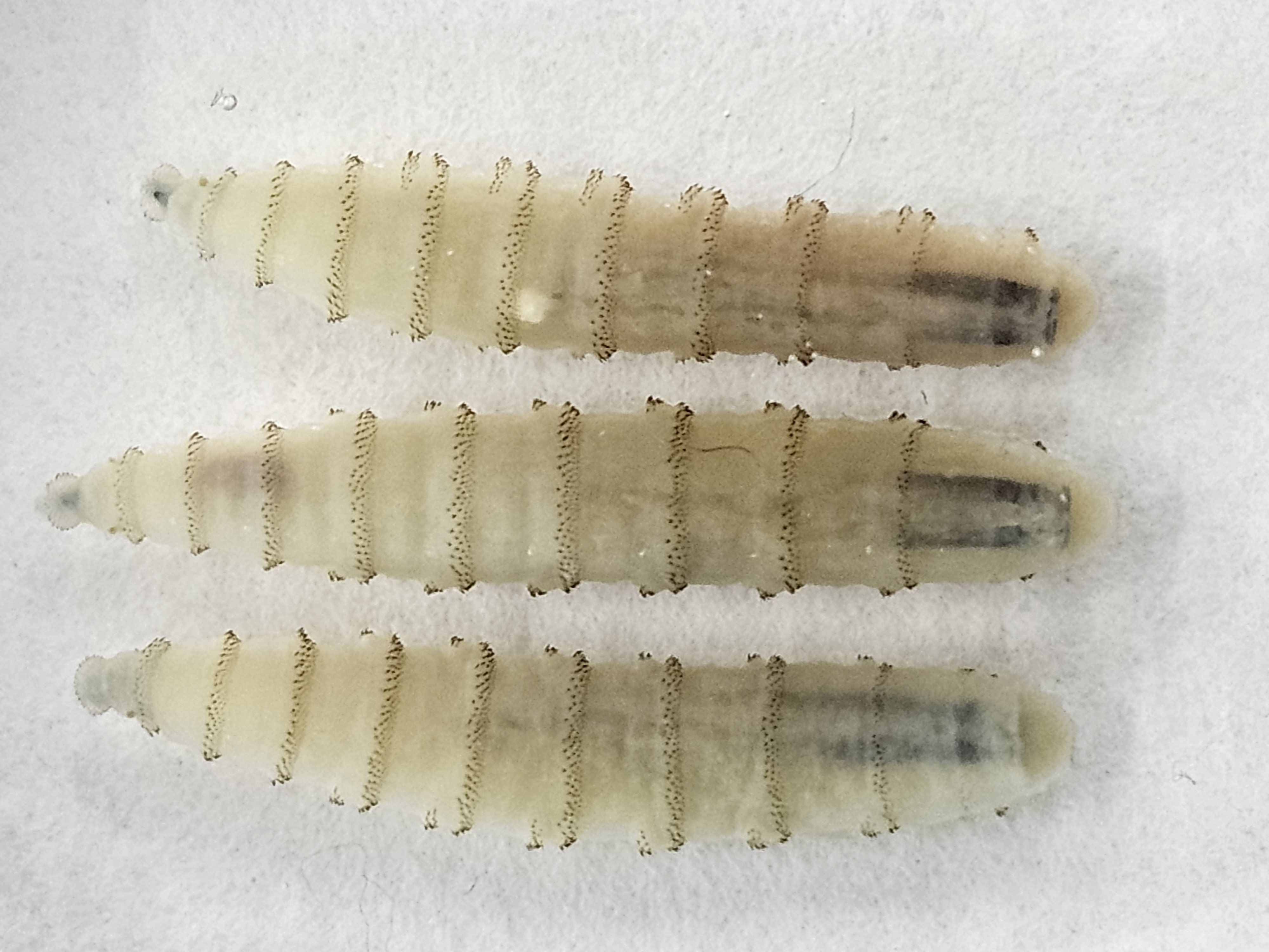 close up of three New World screwworm larvae