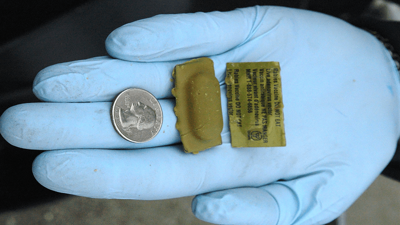 photo of Raboral vaccine baits and a quarter for size comparison