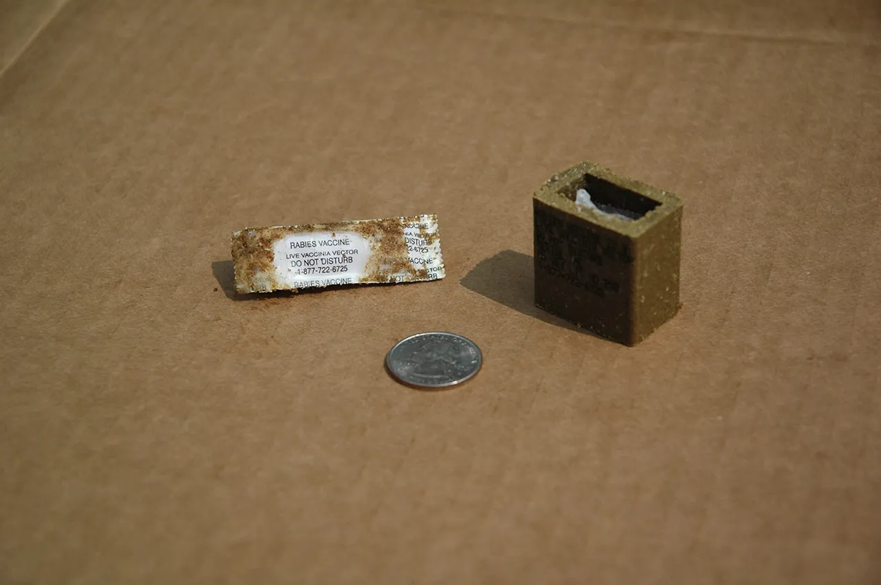 close up image of oral rabies vaccine baits