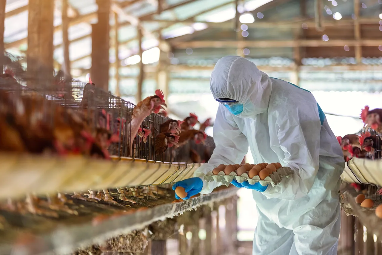 person wearing personal protective equipment in a poultry house collecting eggs