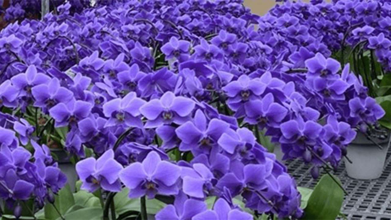 Field of Blue Orchids