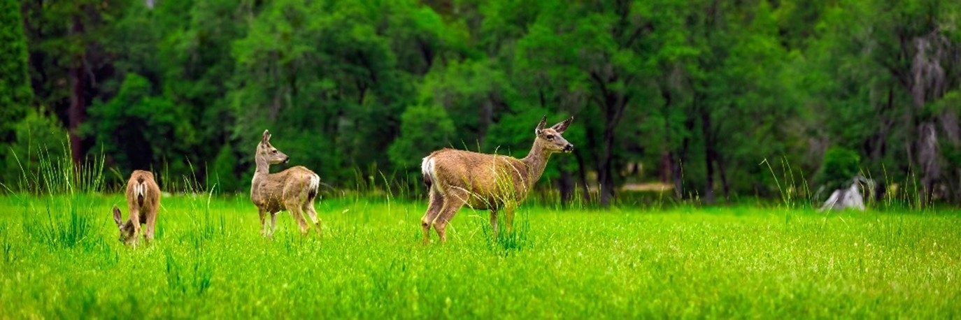 deer in field