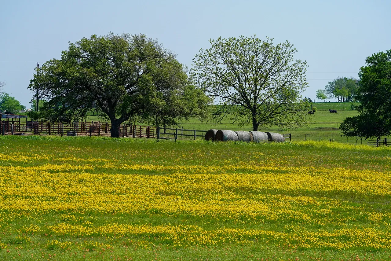 farm landscape with field of yellow flowers in foreground and cattle in background