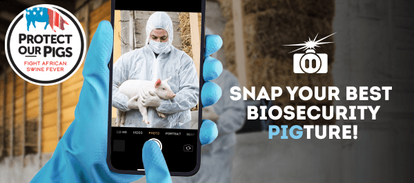 close up image of gloved hand holding cell phone with picture of person in personal protective equipment holding a pig, with Protect Our Pigs theme art in background and overlay text that says "Snap your best biosecurity pigture" 