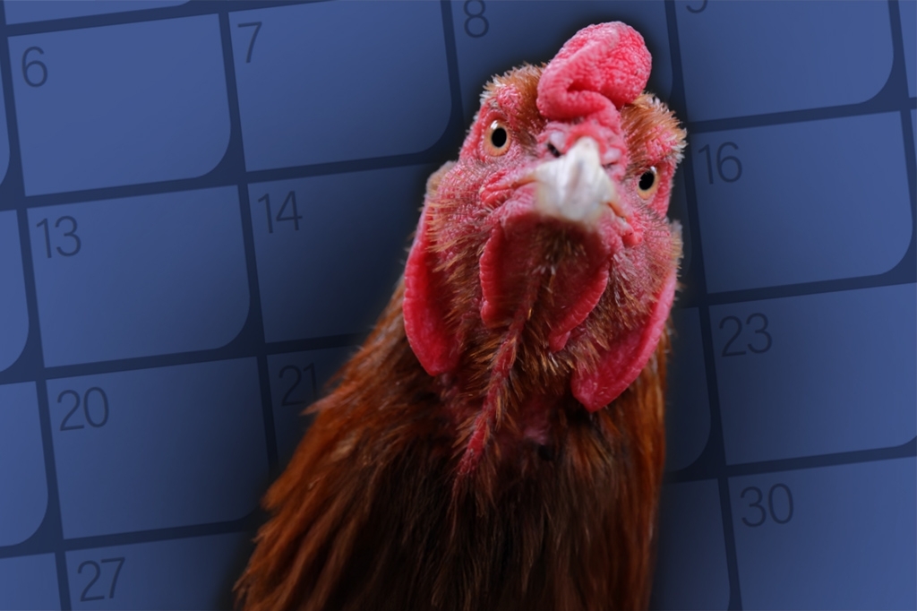 close up of chicken looking at camera on a calendar grid background