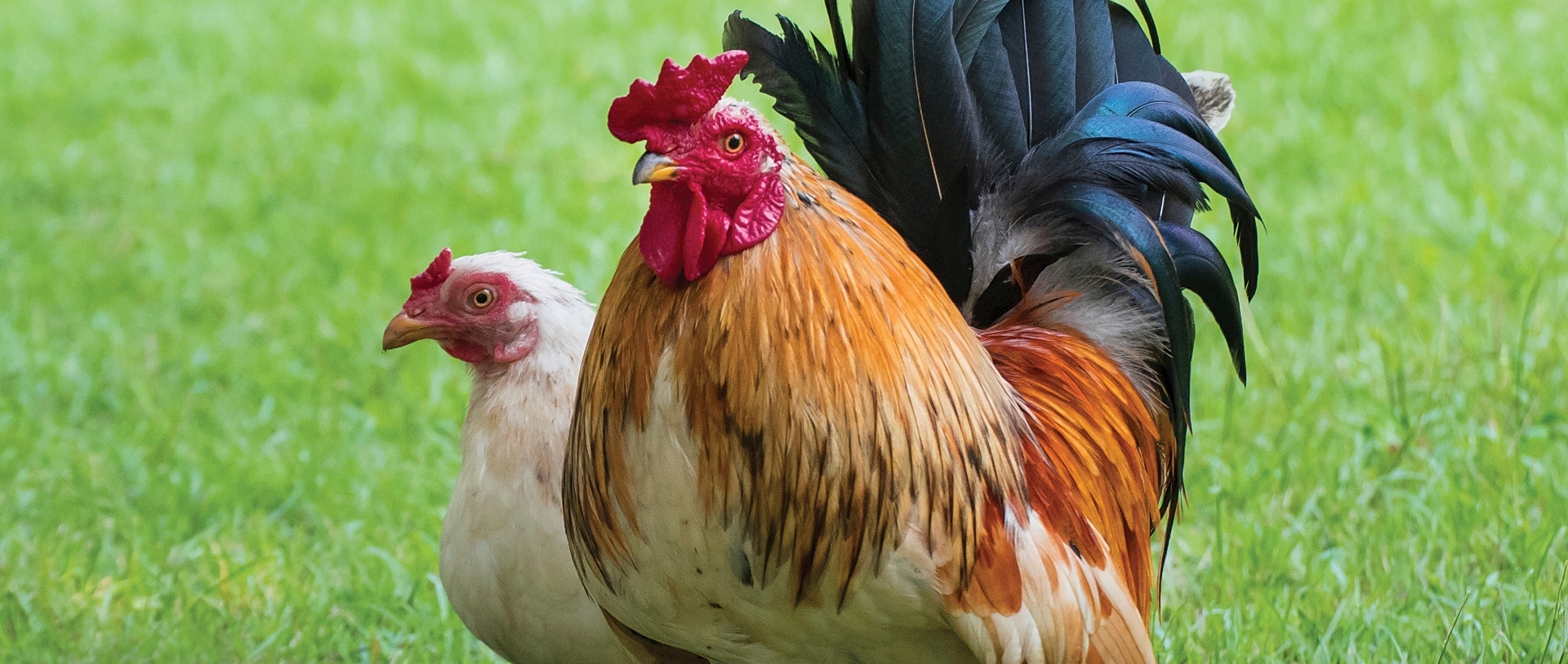 two chickens with grass field in background